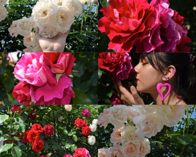 akiichan, flores vermelhas, rosas vermelhas